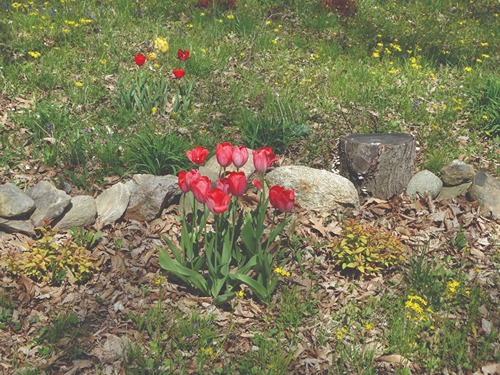 A garden with small patch of red tulips