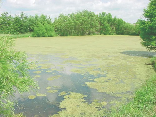 Weeds and algae in a pond 