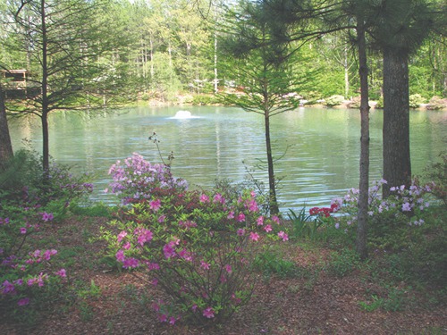 garden with pink flowers around a river