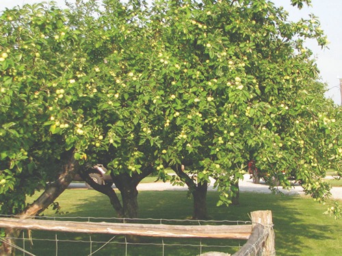 Apple tree with green apples