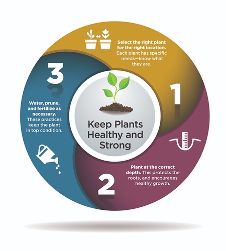 Graphic with 3 element of a healthy plant